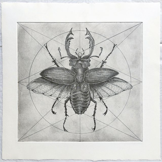 Lucanus Cervus 2024